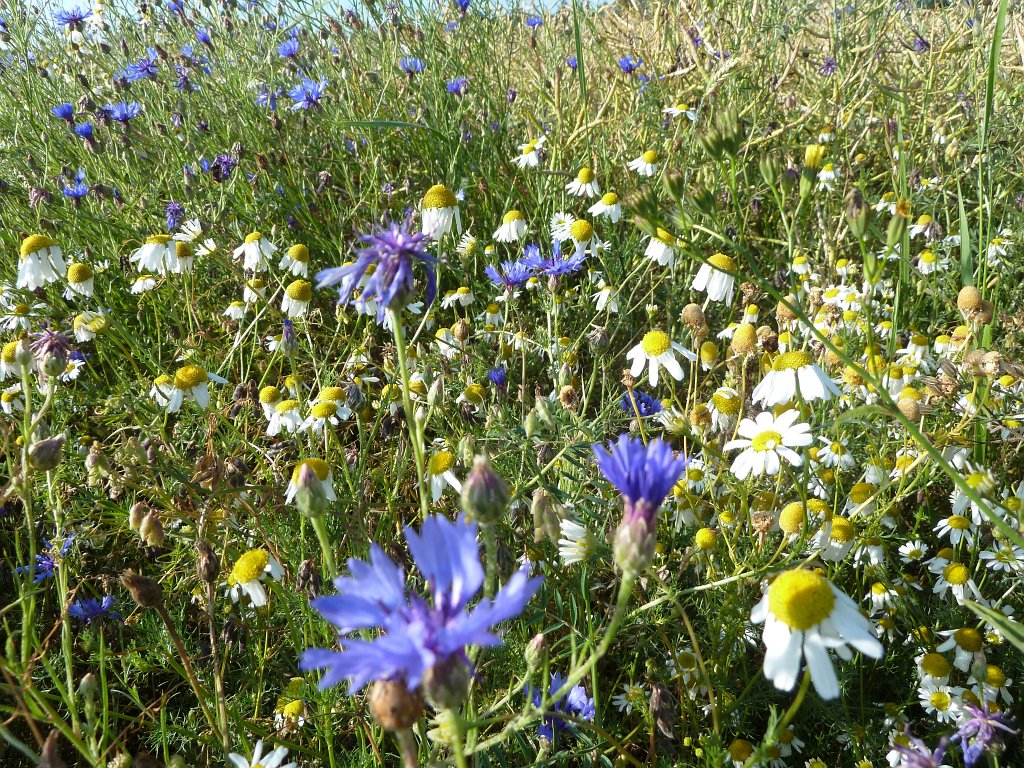 P1030597.JPG - Cornflower  http://en.wikipedia.org/wiki/Corn_flowers  and Camomile  http://en.wikipedia.org/wiki/Matricaria_chamomilla 