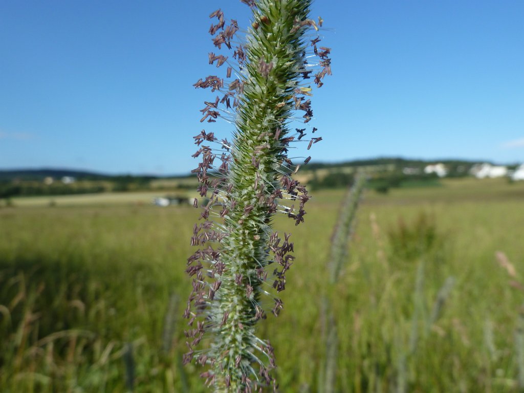 P1030611.JPG - Foxtail  http://en.wikipedia.org/wiki/Alopecurus 