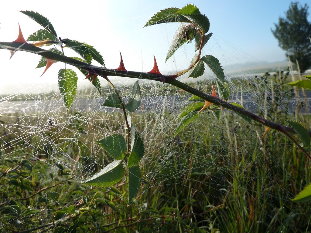 P1030657.JPG - Spiderweb
