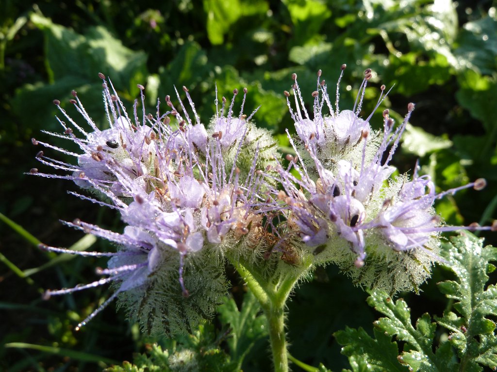 P1030661.JPG - Thistle