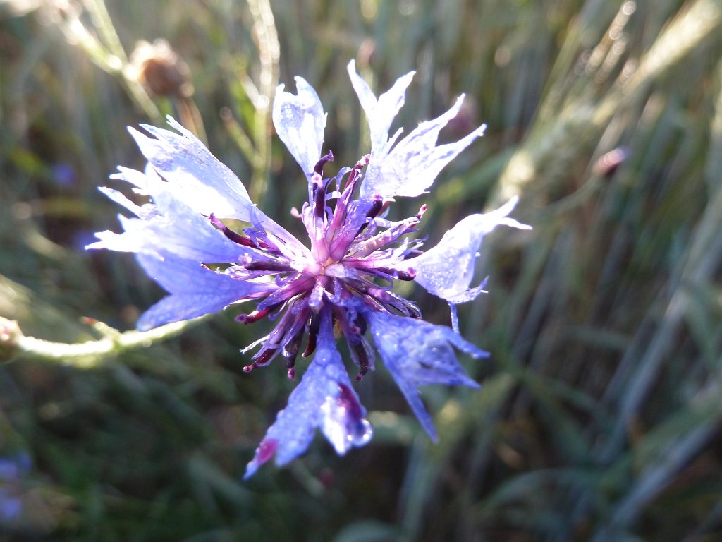 P1030667.JPG - Cornflower  http://en.wikipedia.org/wiki/Corn_flowers 