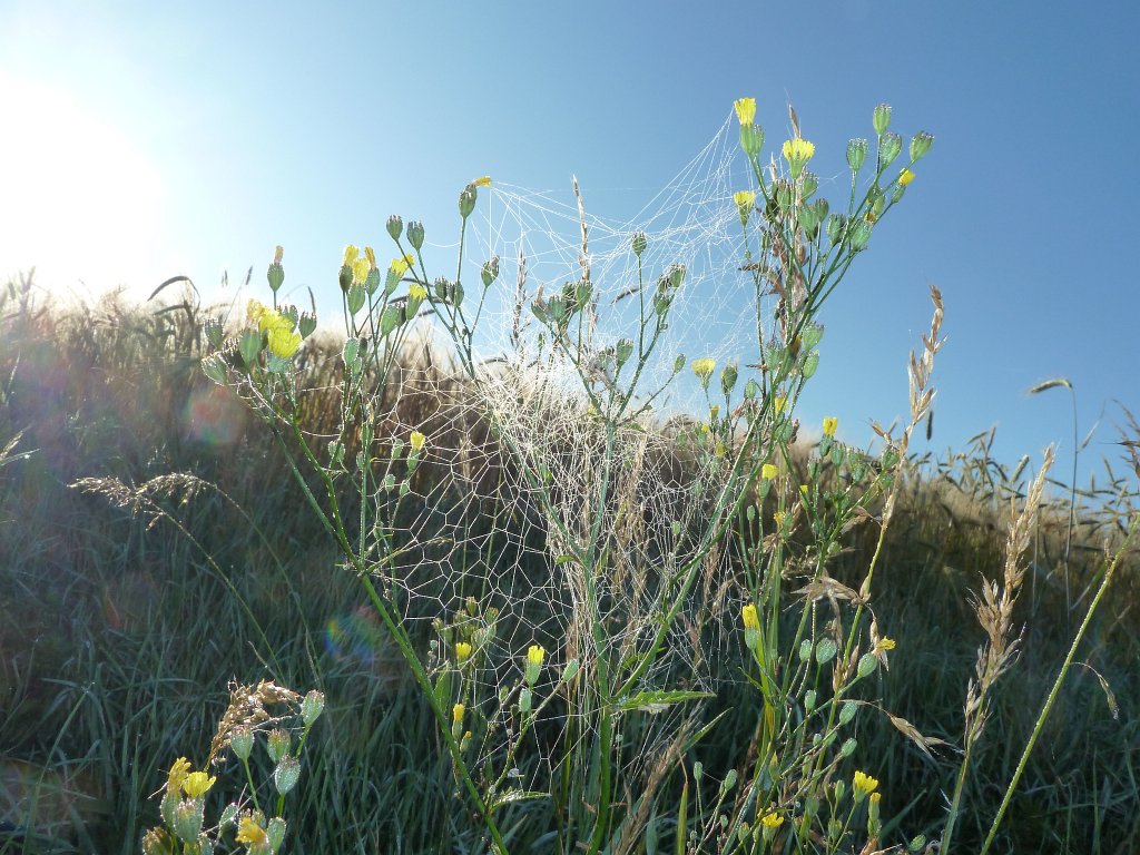 P1030675.JPG - Spiderweb with morning dew