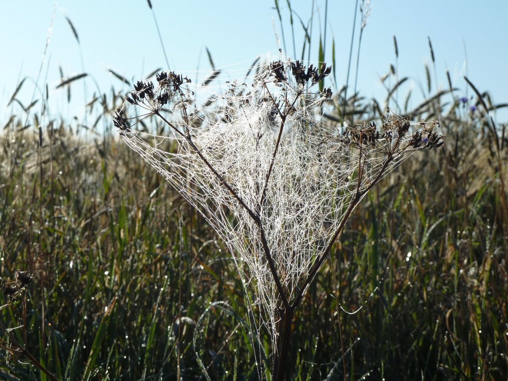 P1030679.JPG - Spiderweb with morning dew