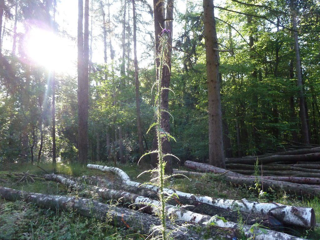 P1030685.JPG - Thistle  http://en.wikipedia.org/wiki/Cirsium 