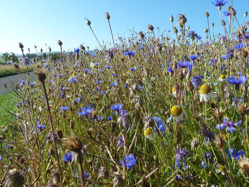 P1030693.JPG - Cornflowers  http://en.wikipedia.org/wiki/Corn_flowers 
