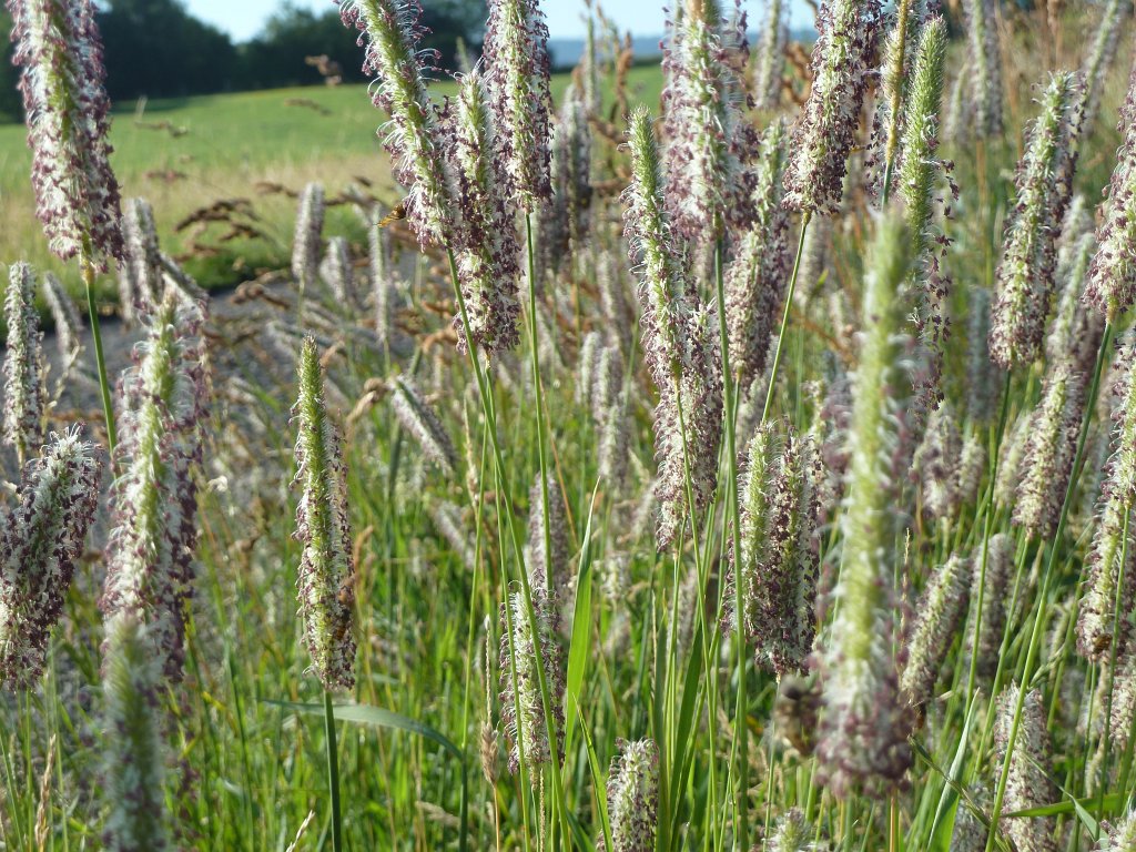 P1030698.JPG - Foxtail  http://en.wikipedia.org/wiki/Alopecurus  panicles