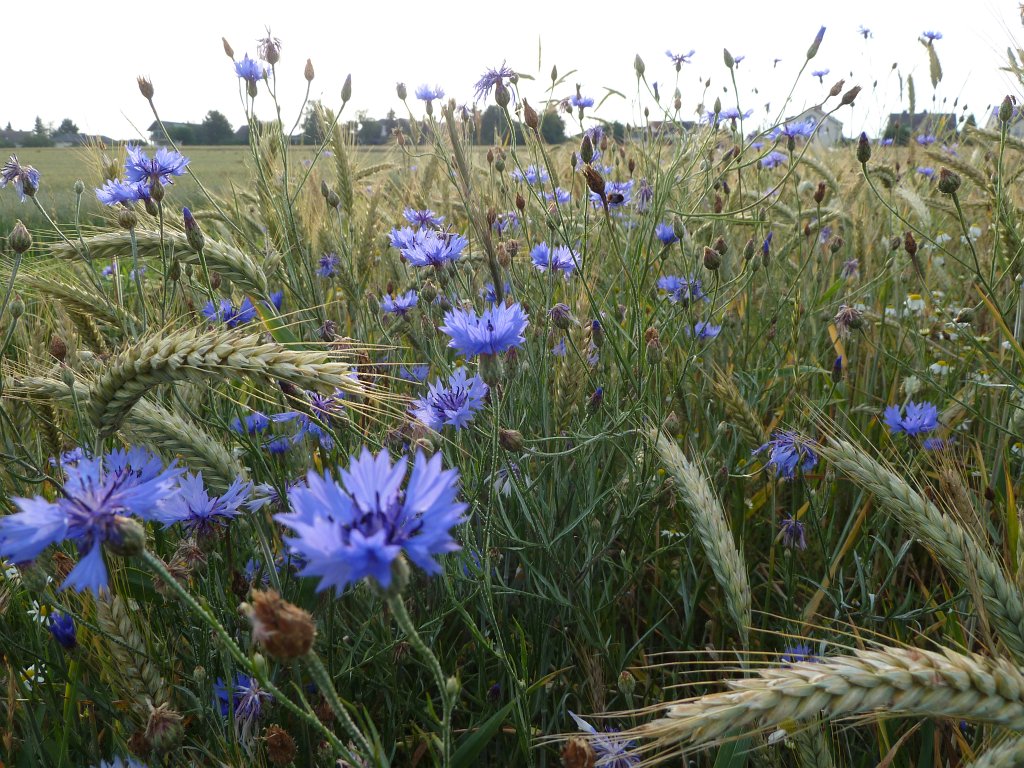P1030709.JPG - Cornflowers  href="http://en.wikipedia.org/wiki/Corn_flowers  and barley  http://en.wikipedia.org/wiki/Barley 