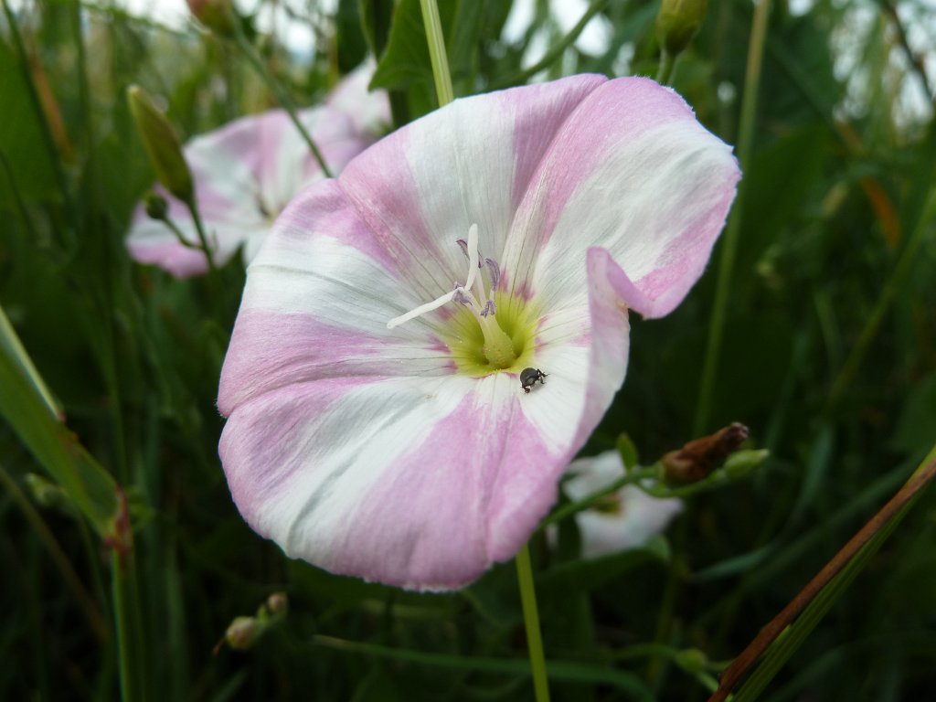 P1030718.JPG - Field Bindweed  http://en.wikipedia.org/wiki/Convolvulus_arvensis  with bug