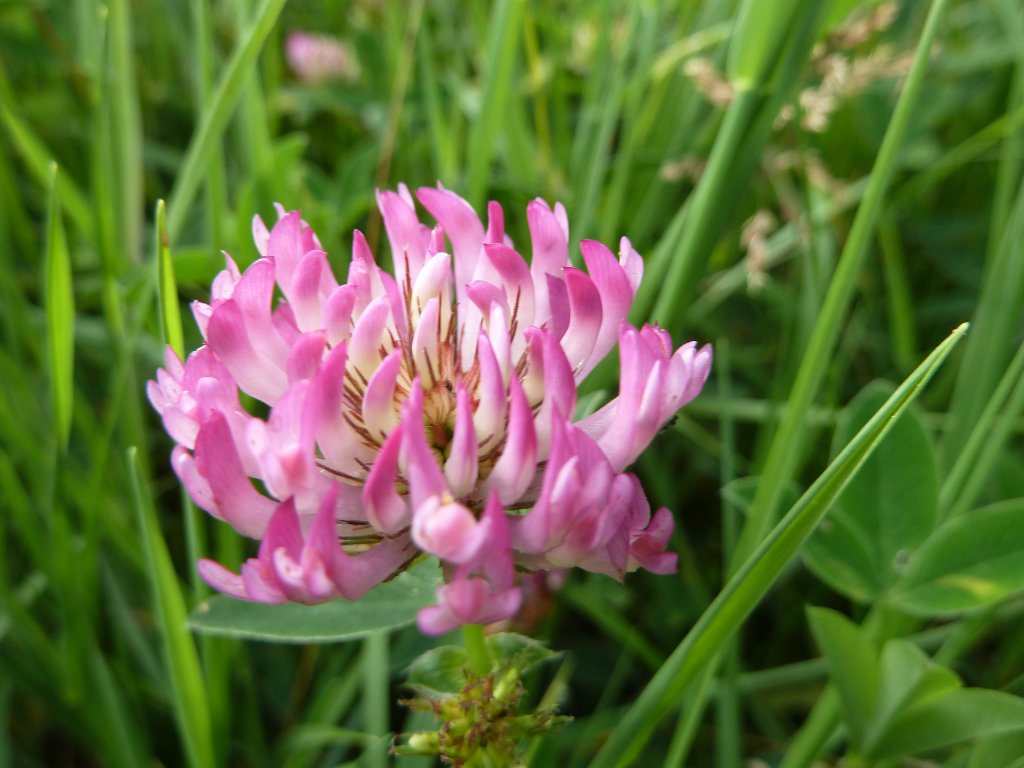 P1030720.JPG - Clover  http://en.wikipedia.org/wiki/Clover 