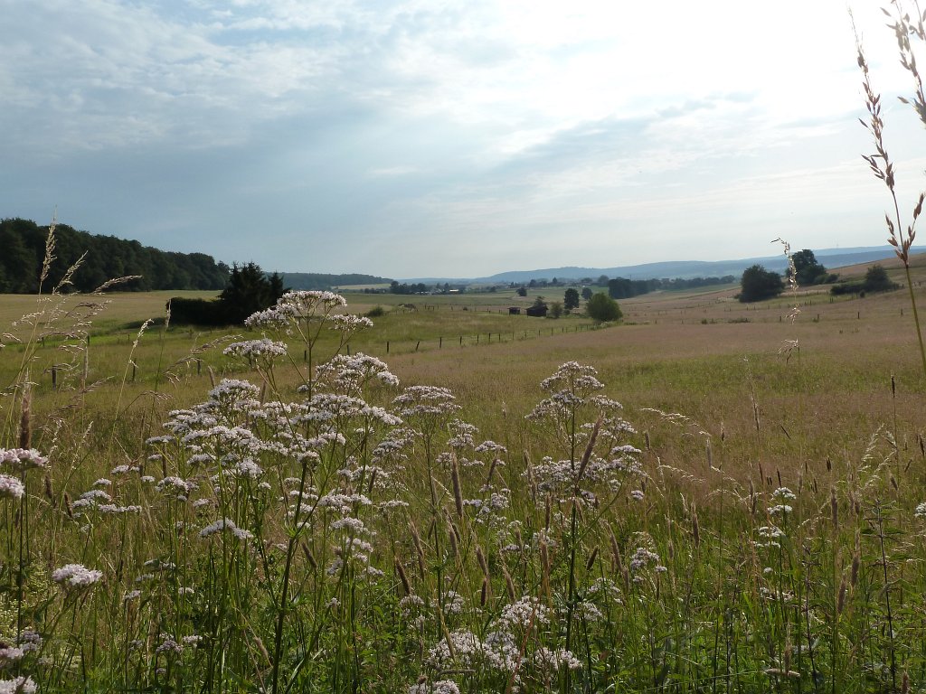 P1030725.JPG - Grassland