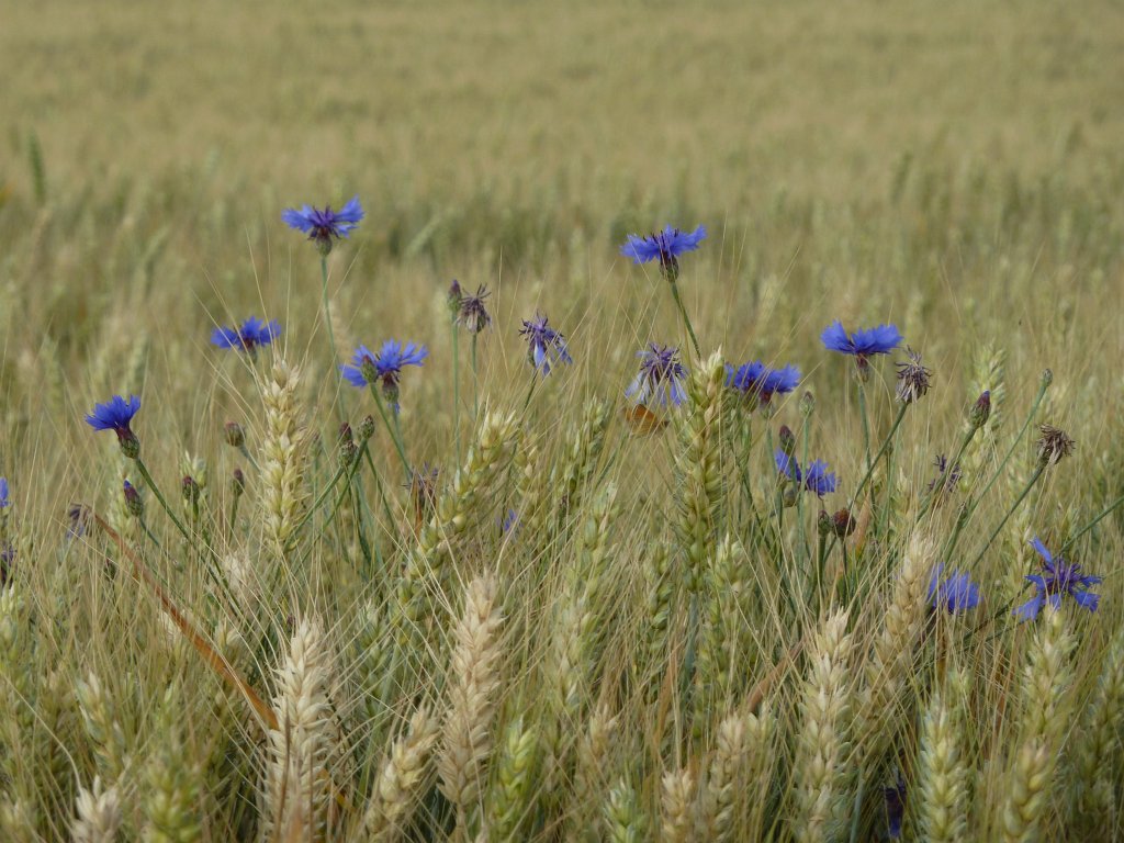 P1030739.JPG - Cornflowers  http://en.wikipedia.org/wiki/Corn_flowers  in barley  http://en.wikipedia.org/wiki/Barley  field