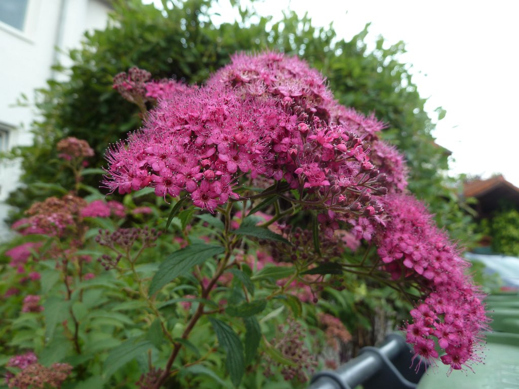 P1030756.JPG - Spirea  http://en.wikipedia.org/wiki/Spirea 