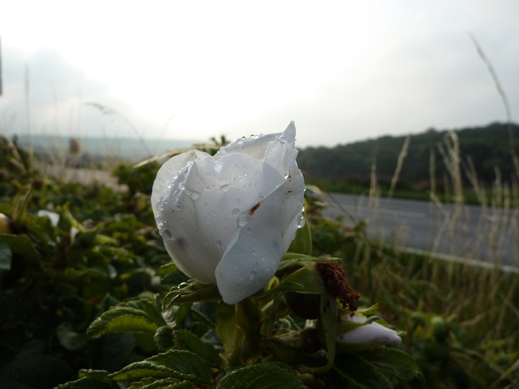 P1030760.JPG - Rose  http://en.wikipedia.org/wiki/Rosa_rugosa 
