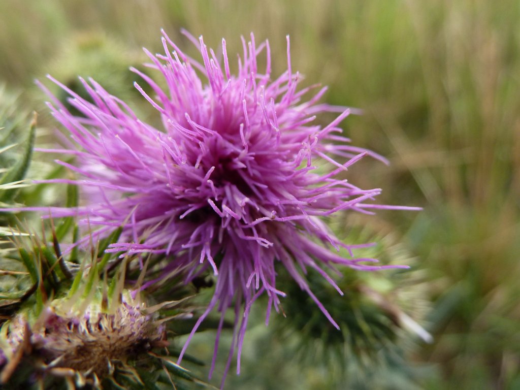 P1030761.JPG - Plume thistle  http://en.wikipedia.org/wiki/Cirsium 