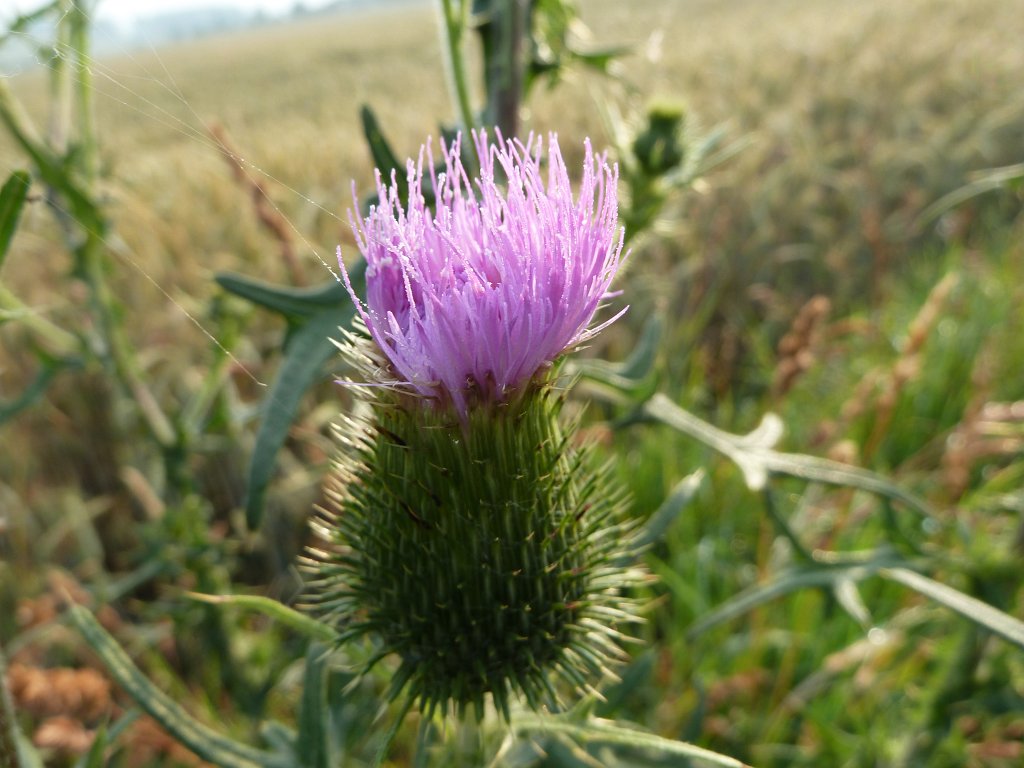 P1030767.JPG - Plume thistle  http://en.wikipedia.org/wiki/Cirsium 