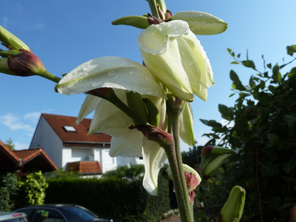 P1030788.JPG - Bloom