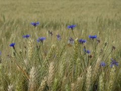 Cornflowers