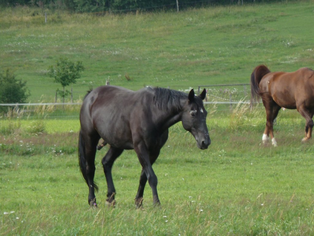 P1030792.JPG - Horses  http://en.wikipedia.org/wiki/Horse 