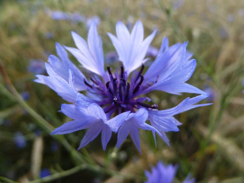 P1030807.JPG - Cornflower  http://en.wikipedia.org/wiki/Cornflower 