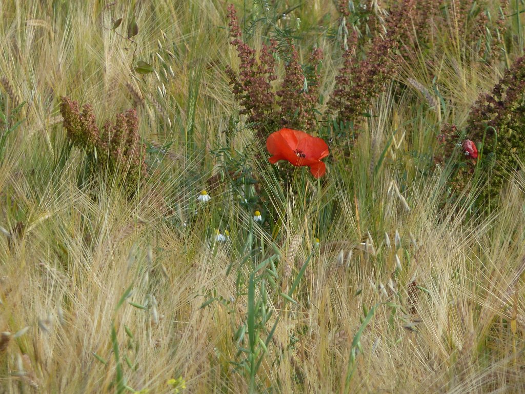 P1030819.JPG - Corn poppy  http://en.wikipedia.org/wiki/Papaver_rhoeas 