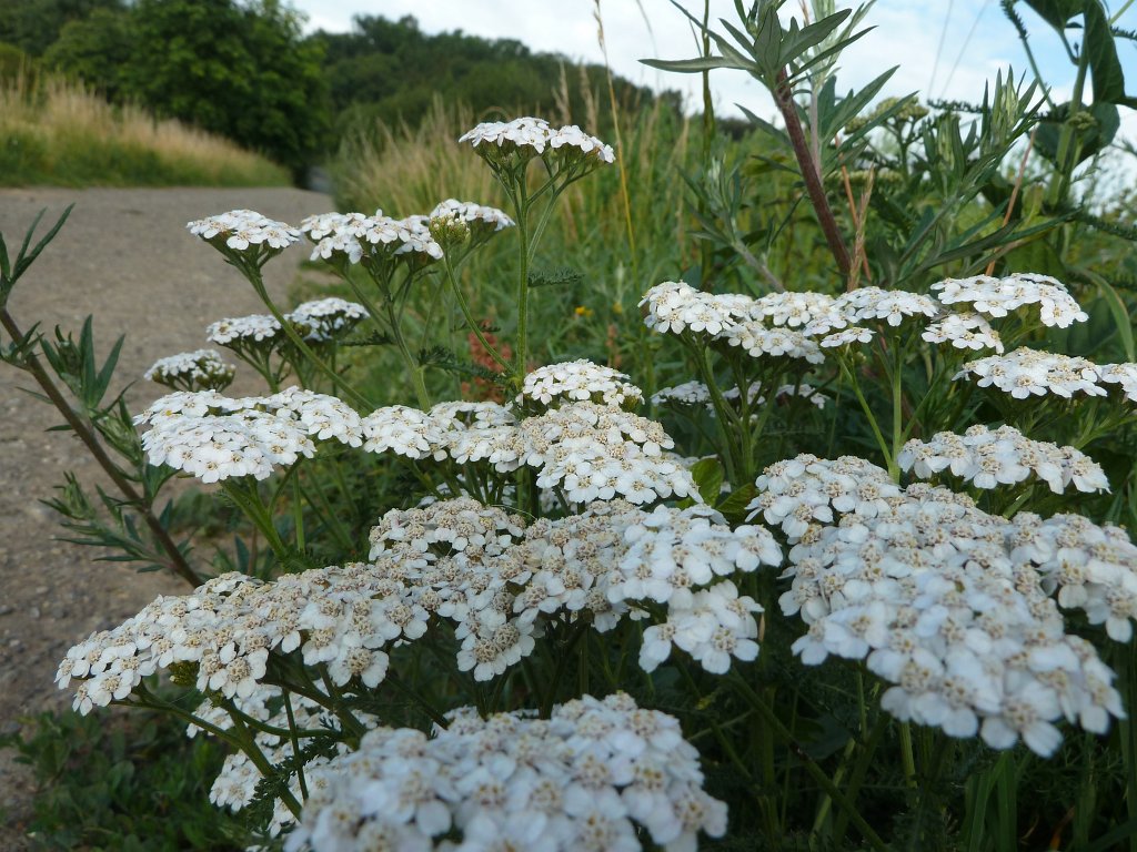 P1030820.JPG - Yarrow  http://en.wikipedia.org/wiki/Achillea_millefolium 