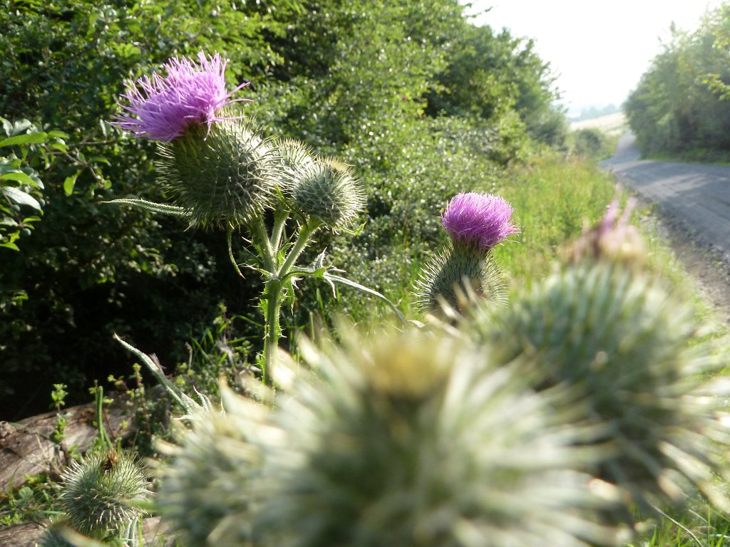 P1030824.JPG - Plume thistles  http://en.wikipedia.org/wiki/Achillea_millefolium 
