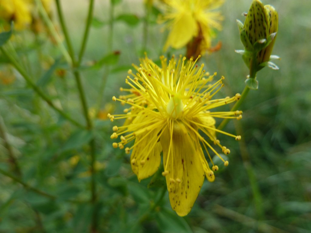 P1030828.JPG - St John's wort  http://en.wikipedia.org/wiki/St._John%27s_wort 