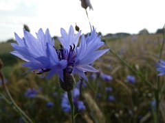 Cornflower