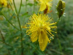 St John's wort