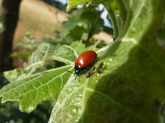 Ladybug