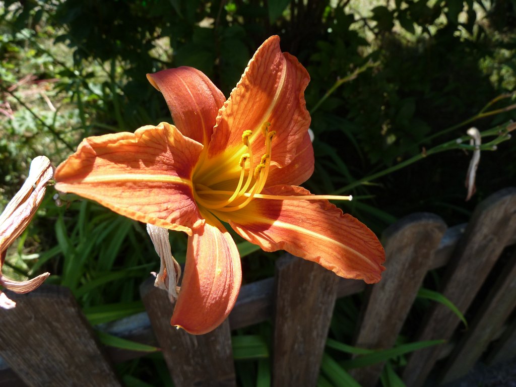 P1030861.JPG - Lilium  http://en.wikipedia.org/wiki/Lilium 