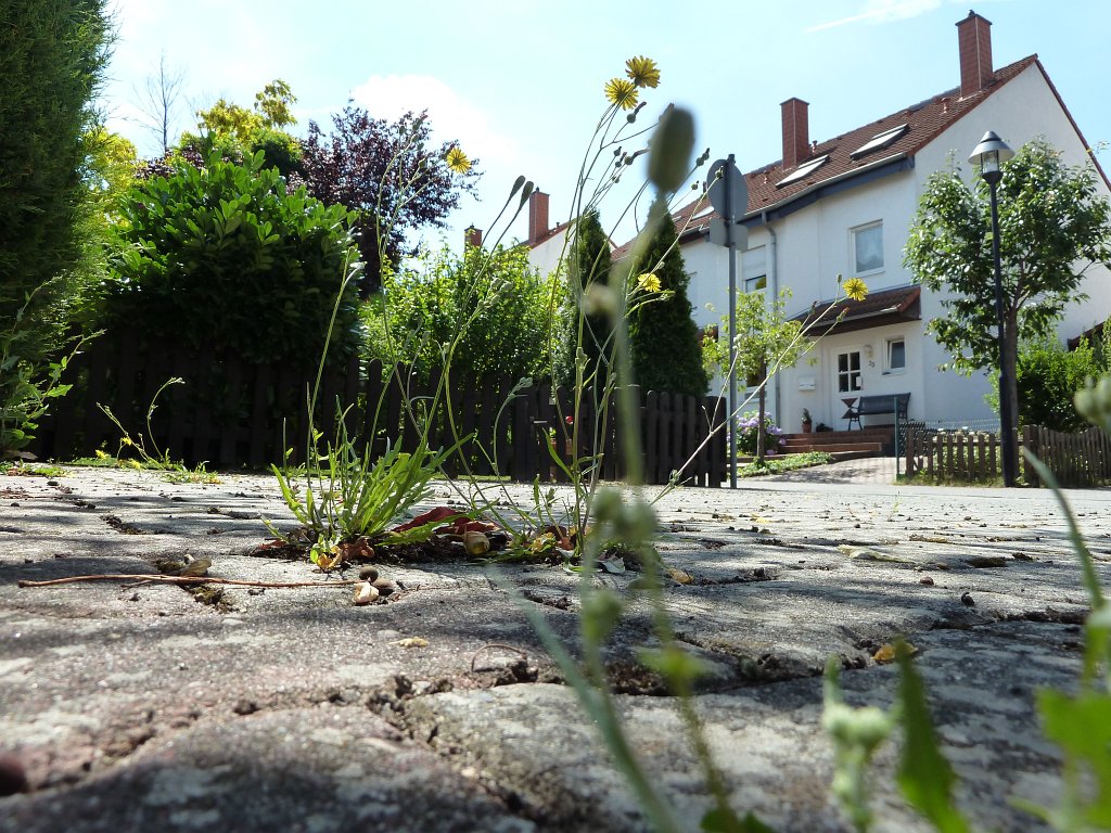 P1030865.JPG - Dandelion  http://en.wikipedia.org/wiki/Taraxacum  gains ground on the street