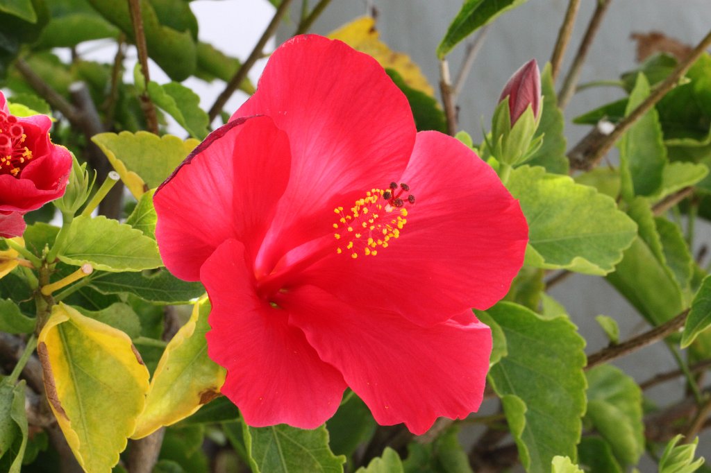 IMG_3612.JPG - Hibiscus  http://en.wikipedia.org/wiki/Hibiscus 