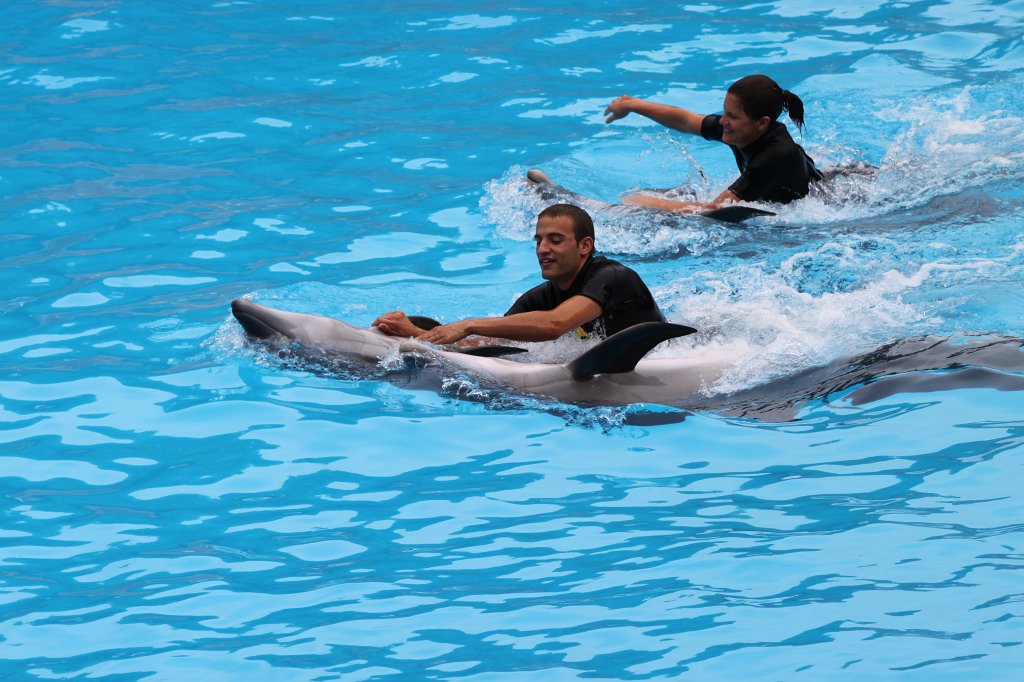 IMG_3706.JPG - Loro Parque  http://en.wikipedia.org/wiki/Loro_Parque  Dolphin show