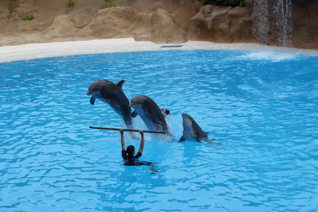 IMG_3708.JPG - Loro Parque  http://en.wikipedia.org/wiki/Loro_Parque  Dolphin show