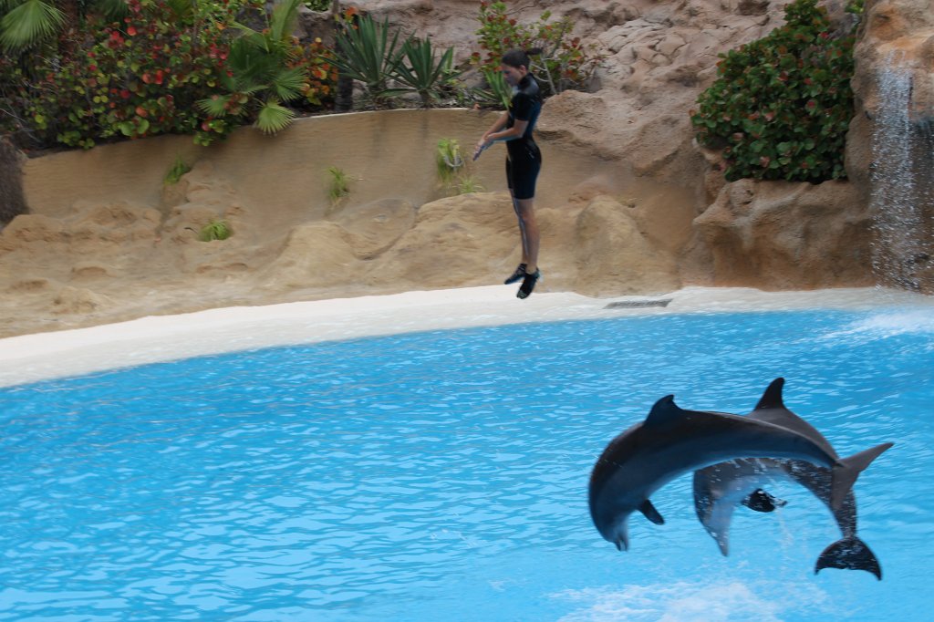 IMG_3729.JPG - Loro Parque  http://en.wikipedia.org/wiki/Loro_Parque  Dolphin show