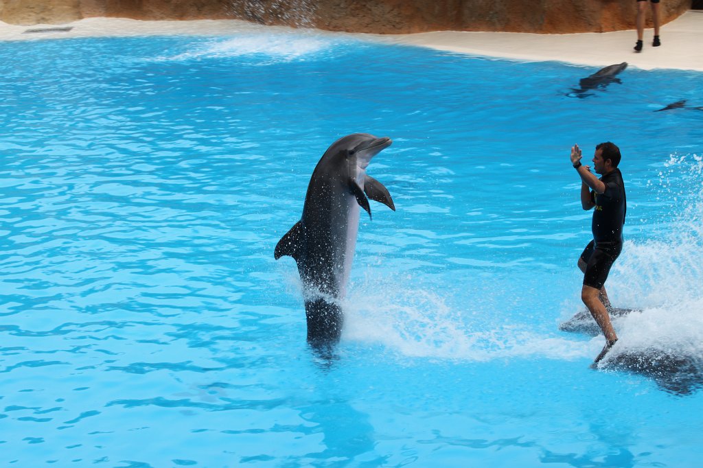 IMG_3752.JPG - Loro Parque  http://en.wikipedia.org/wiki/Loro_Parque  Dolphin show