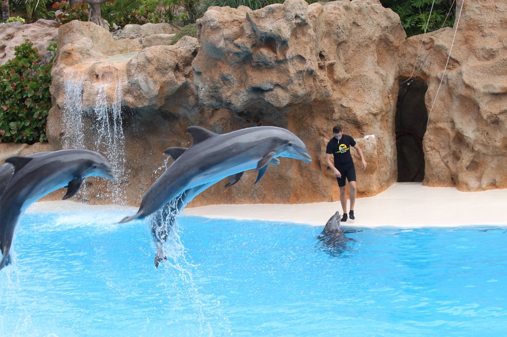 IMG_3759.JPG - Loro Parque  http://en.wikipedia.org/wiki/Loro_Parque  Dolphin show