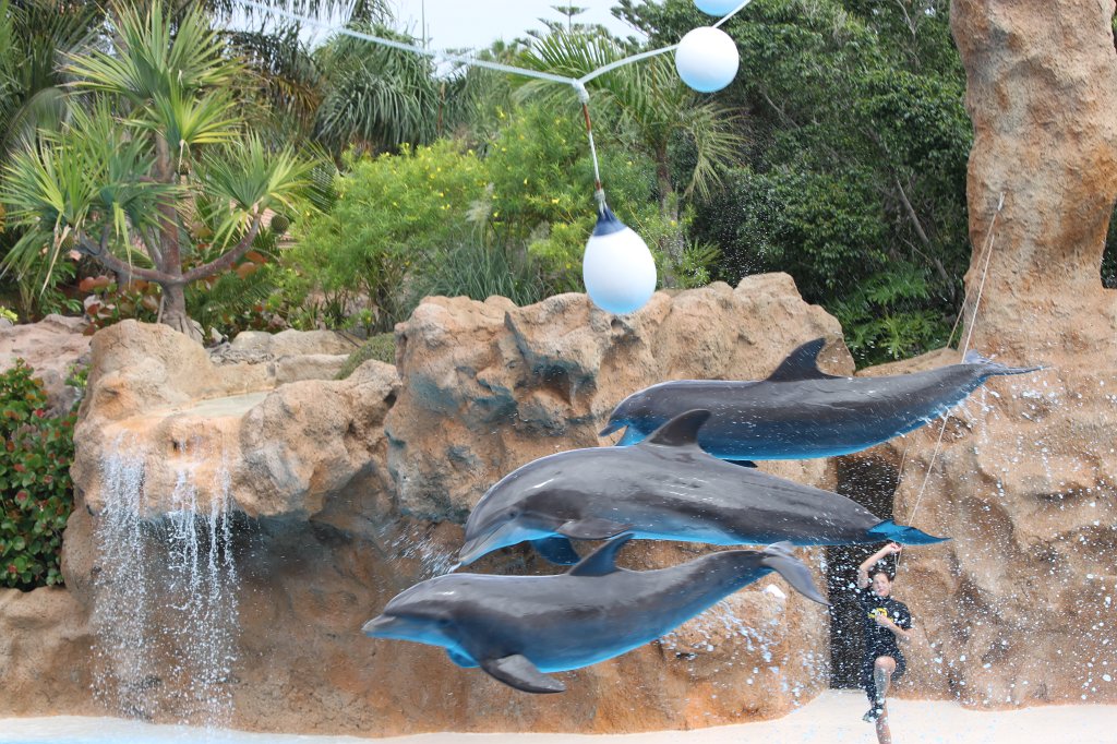 IMG_3779.JPG - Loro Parque  http://en.wikipedia.org/wiki/Loro_Parque  Dolphin show