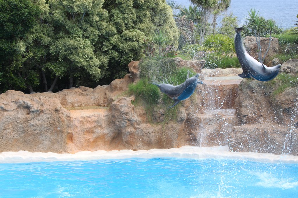 IMG_3789.JPG - Loro Parque  http://en.wikipedia.org/wiki/Loro_Parque  Dolphin show