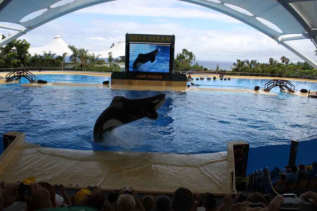IMG_3796.JPG - Loro Parque  http://en.wikipedia.org/wiki/Loro_Parque  Orca show