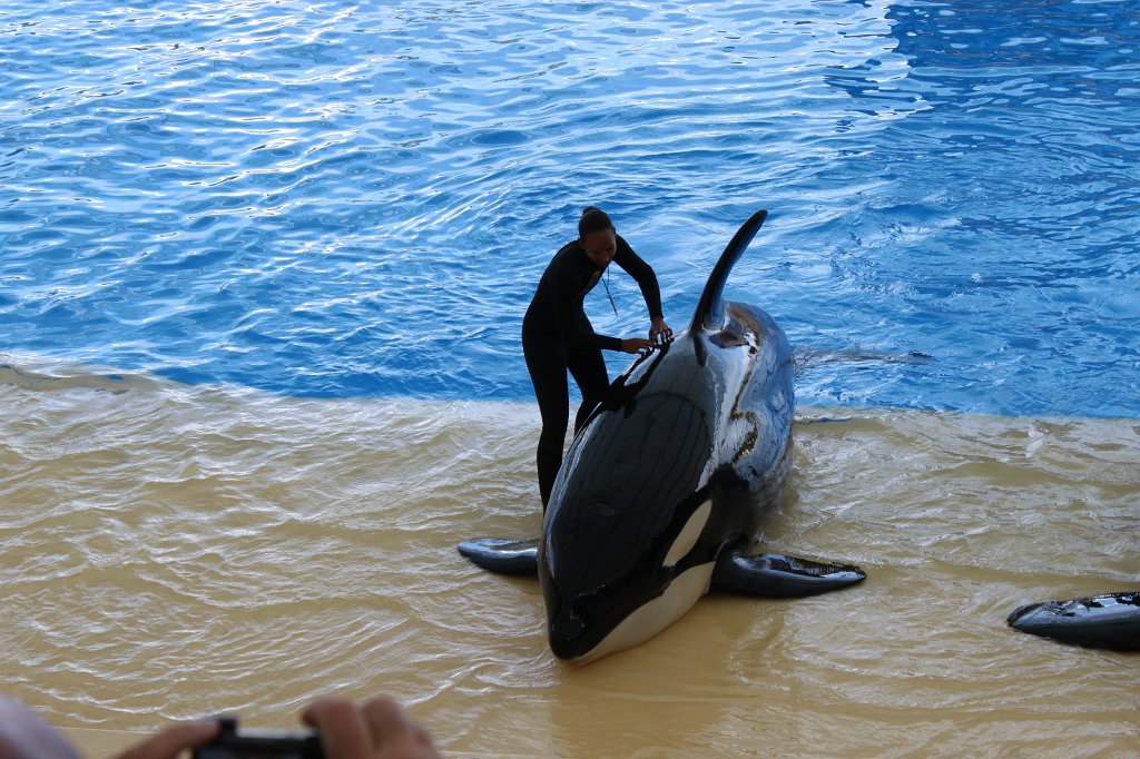 IMG_3812.JPG - Loro Parque  http://en.wikipedia.org/wiki/Loro_Parque  Orca show