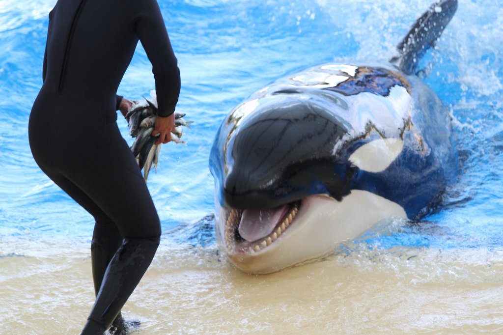IMG_3820.JPG - Loro Parque  http://en.wikipedia.org/wiki/Loro_Parque  Orca show