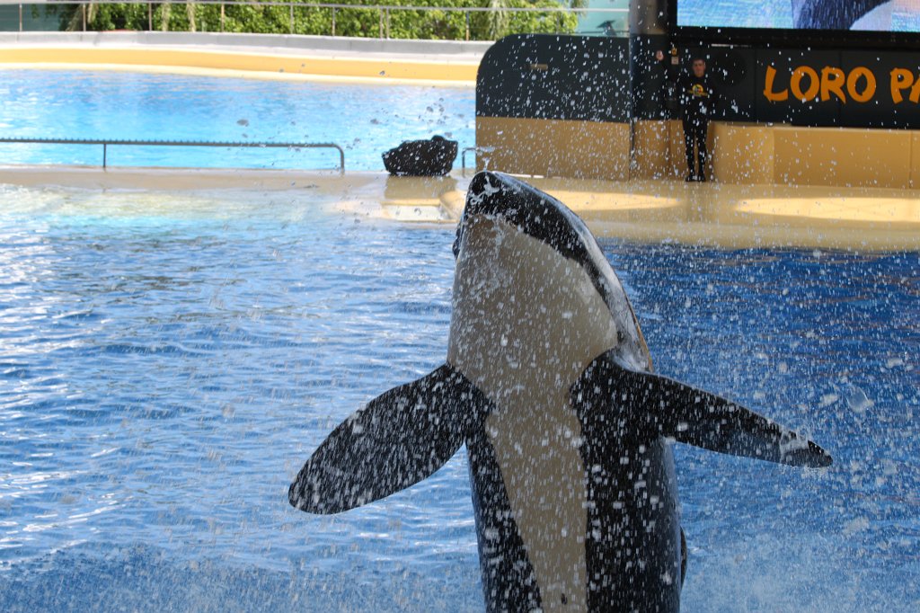 IMG_3834.JPG - Loro Parque  http://en.wikipedia.org/wiki/Loro_Parque  Orca show