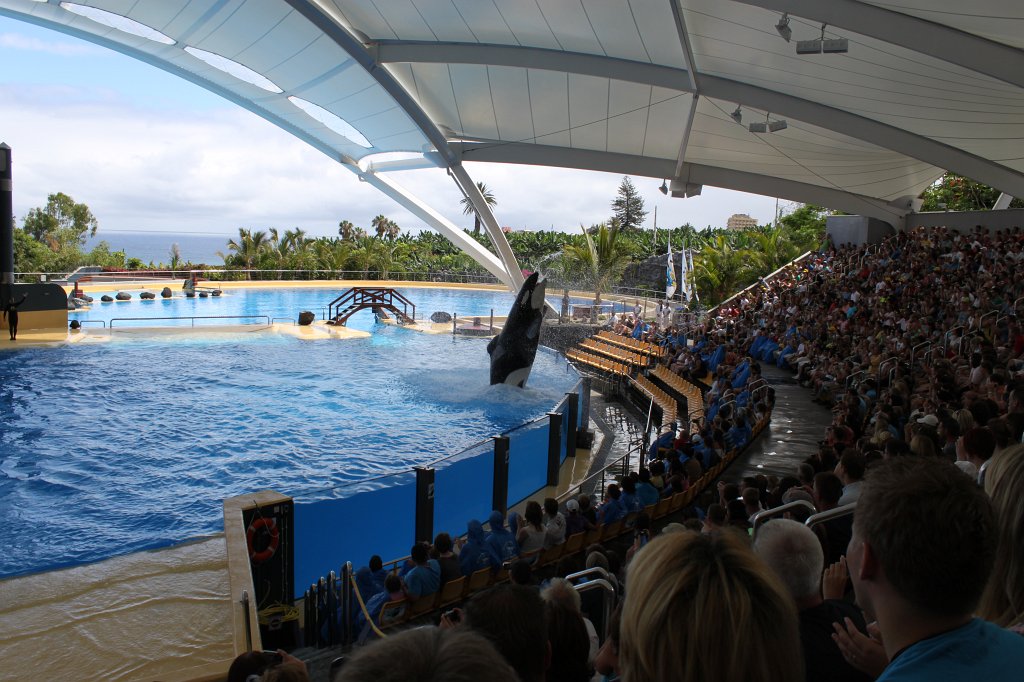 IMG_3846.JPG - Loro Parque  http://en.wikipedia.org/wiki/Loro_Parque  Orca show