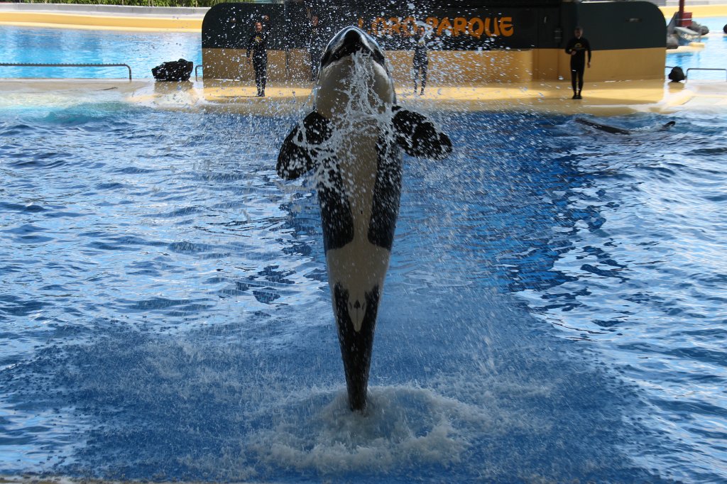 IMG_3849.JPG - Loro Parque  http://en.wikipedia.org/wiki/Loro_Parque  Orca show