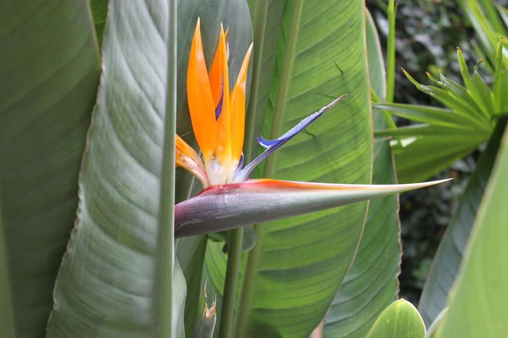 IMG_3869.JPG - Flower