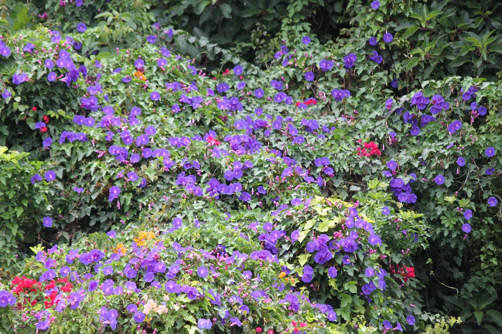 IMG_3879.JPG - Loro Parque  http://en.wikipedia.org/wiki/Loro_Parque  flowers