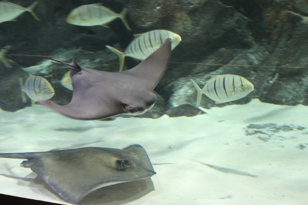 IMG_3891.JPG - Loro Parque  http://en.wikipedia.org/wiki/Loro_Parque  rays  http://en.wikipedia.org/wiki/Ray_(fish) 