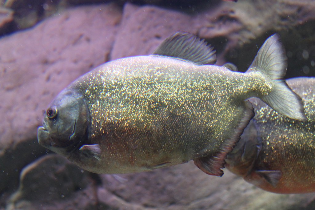 IMG_3894.JPG - Loro Parque  http://en.wikipedia.org/wiki/Loro_Parque  aquarium